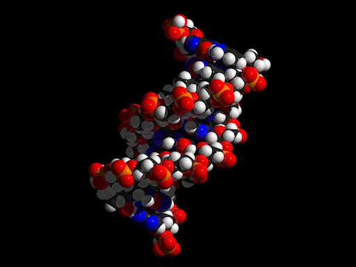 DNA double helix