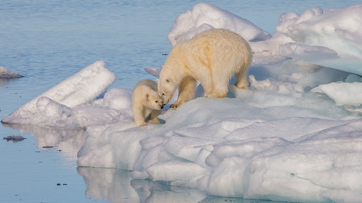 Polar bears